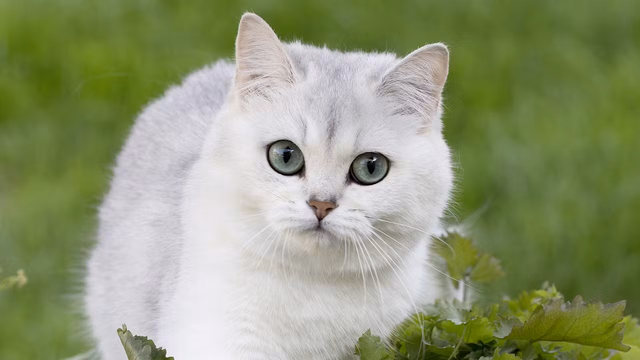 British Shorthair: Zerafetin ve Sevginin Simgesi
