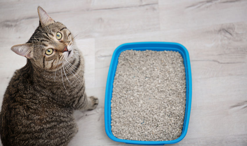 Kedi Kumu nasıl Seçilmeli?