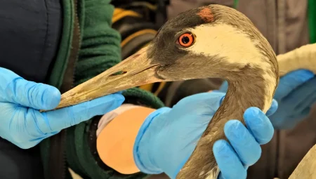 Bulunan yaralı turna, Kocaeli’de yaşama tutundu: Sakarya’da carpici gelisme