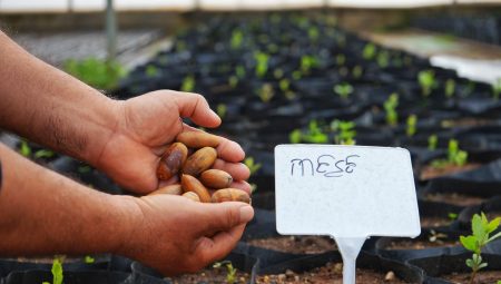 Kayapınar’da meşe palamutlarından 1000 fide üretildi