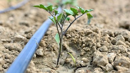 Manisa’da üreticiye Çarpıcı istatistik: $0 hibeli fide desteği