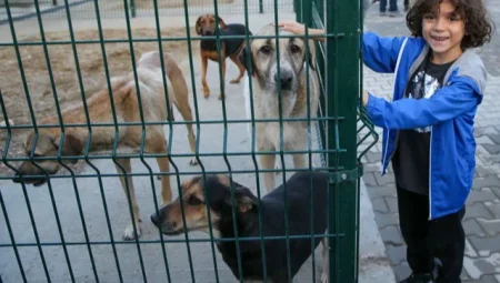 Sokak hayvanları için ilham dayanışma