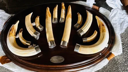 Trabzon’da yaban hayatı kaçakçılığı… 19 kargo ele geçirildi!