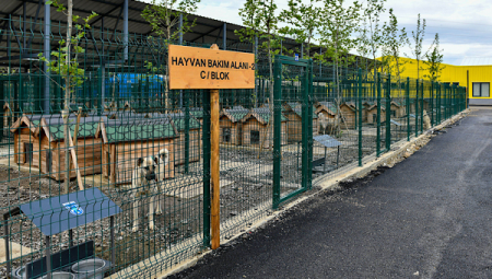 Ankara’da sokak hayvanlarına Çarpıcı rakam: $0