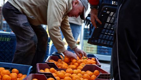 Bodrum’da mandalin üreticisine Çarpıcı rakam: $0