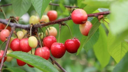 Bu yıl itibarıyla kiraza doyacağız