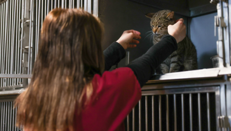 Buca’da 599 sokak hayvanı yuvaya kavuştu