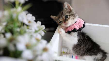 Buca’da ağır yaralı bulunan yavru kedi tedaviyle hayata tutundu