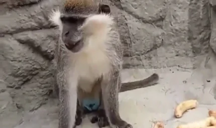 Denizli’de fırtınadan kaçan maymun yeniden korumaya benimsendi