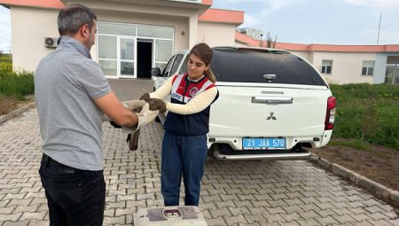 Diyarbakır’da yaralı şahin, koruma altına temin edildi