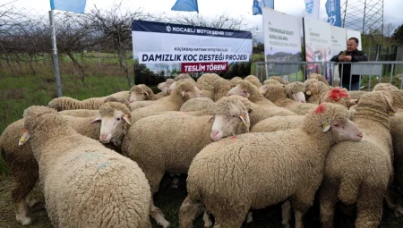 Kocaeli Büyükşehir’den hayvancılığa damızlık koç desteği