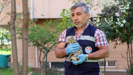 Maltepe’de sokak kedilerine yönelik sağlık taraması için belirleyici adım atıldı