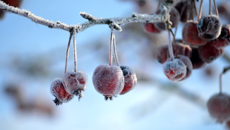 Meteoroloji’den zirai don ve çığ uyarısı