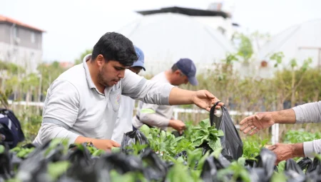 Muğla Dalaman’da üreticilere fide desteği sağlandı