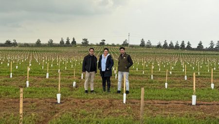 TİGEM Ceylanpınar’daki zeytin plantasyonunda dikimler süreci sona erdi