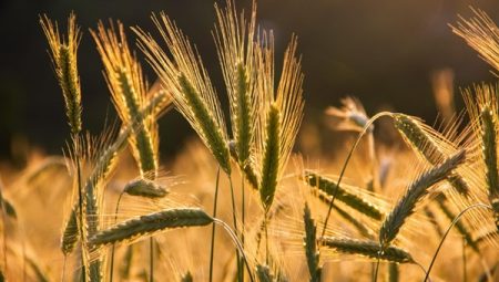 TÜRİB tarımsal ürün endekslerinde 2026 dönemi güncellemesi