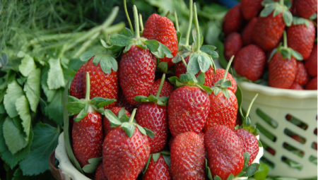 Yaş meyve ve sebze ihracat verileri resmen belli gerçekleşti