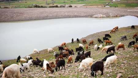 100 göletle hayvanlara can suyu: İzmir’de carpici gelisme