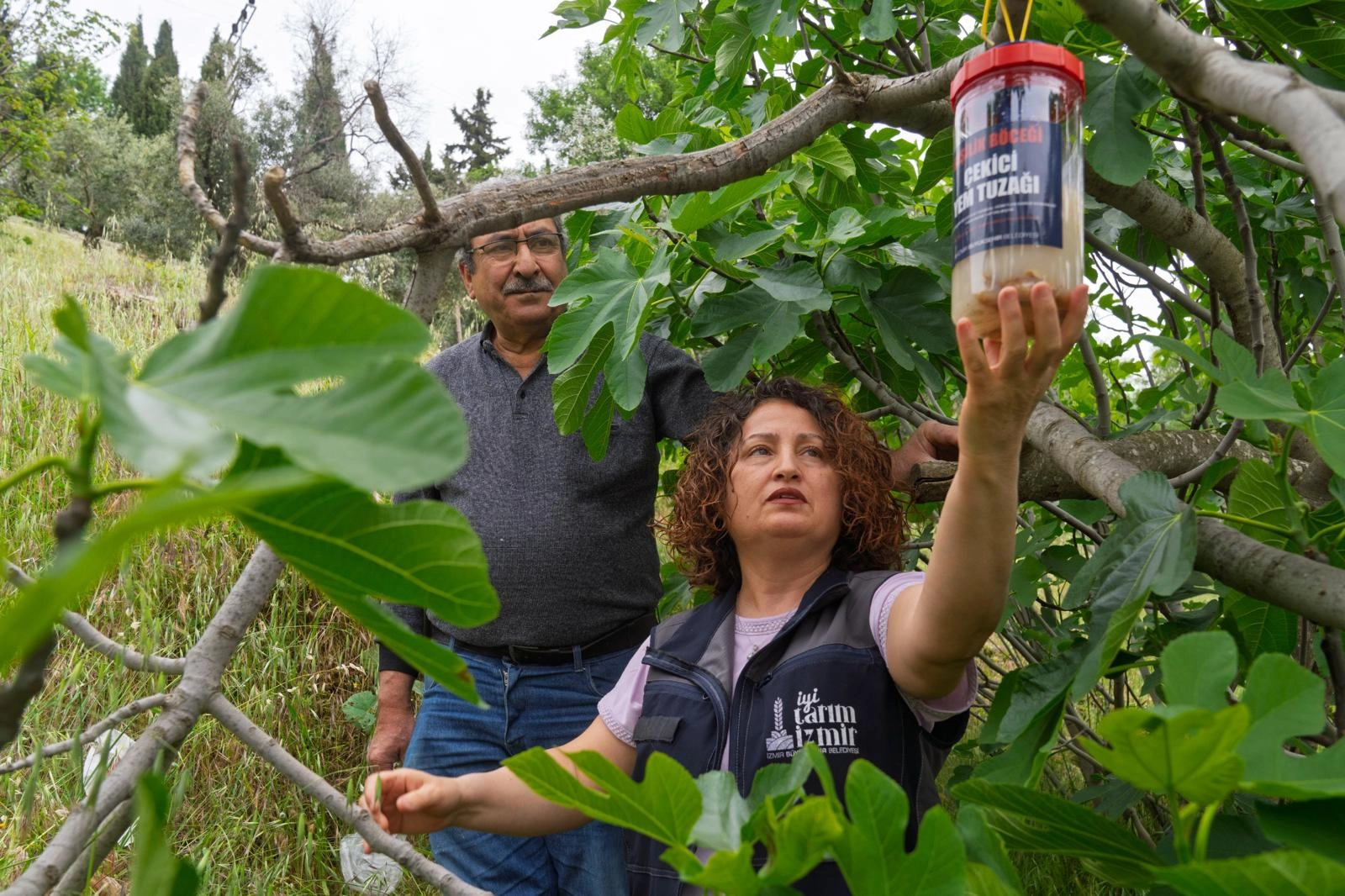 İncirde kalite kaybına karşı İzmir’de doğal mücadele
