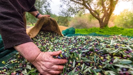 İzmir’de Uluslararası Zeytin Zirvesi… 13 ülkeden uzmanlar buluşuyor