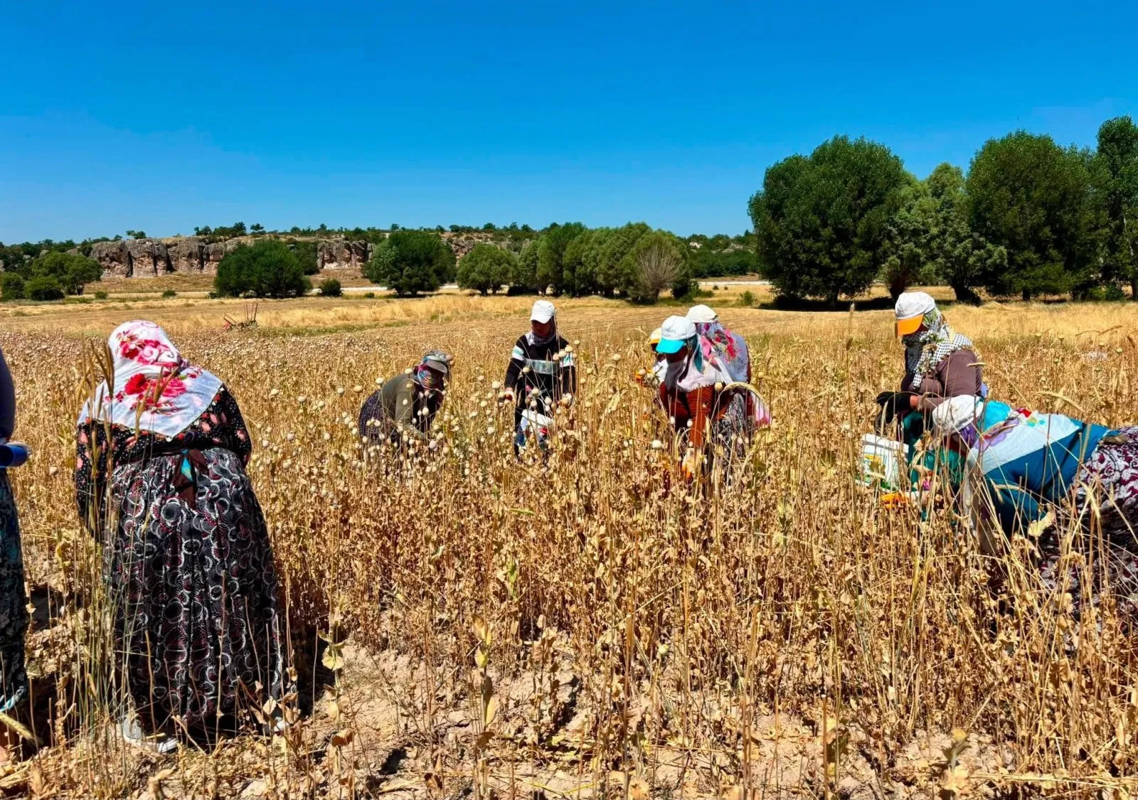 HAŞHAŞ HASADI DEVAM EDİYOR