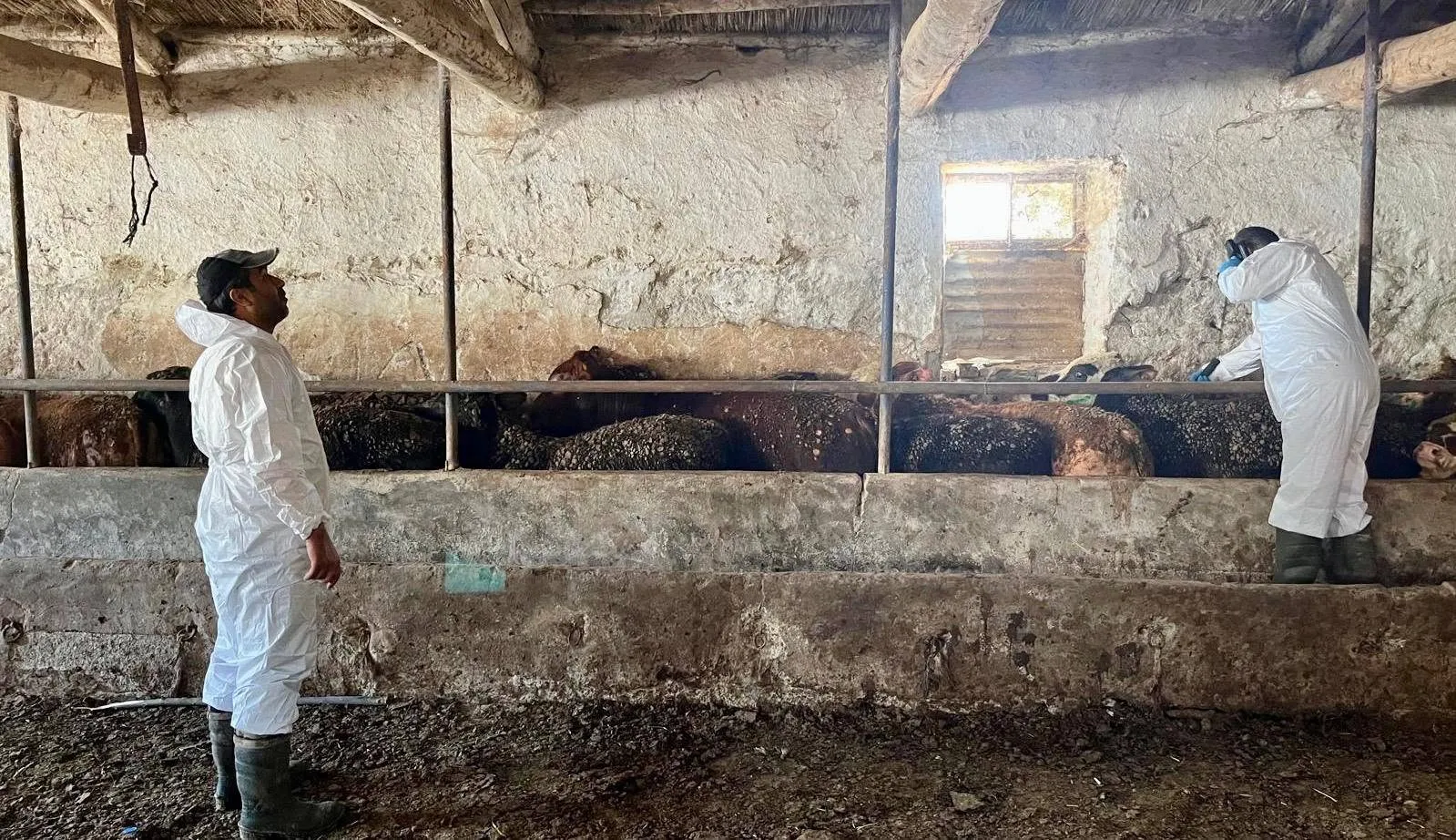 İTHAL BESİLİK ERKEK SIĞIRLARA YÖNELİK RESMİ KONTROLLER GERÇEKLEŞTİRİLDİ