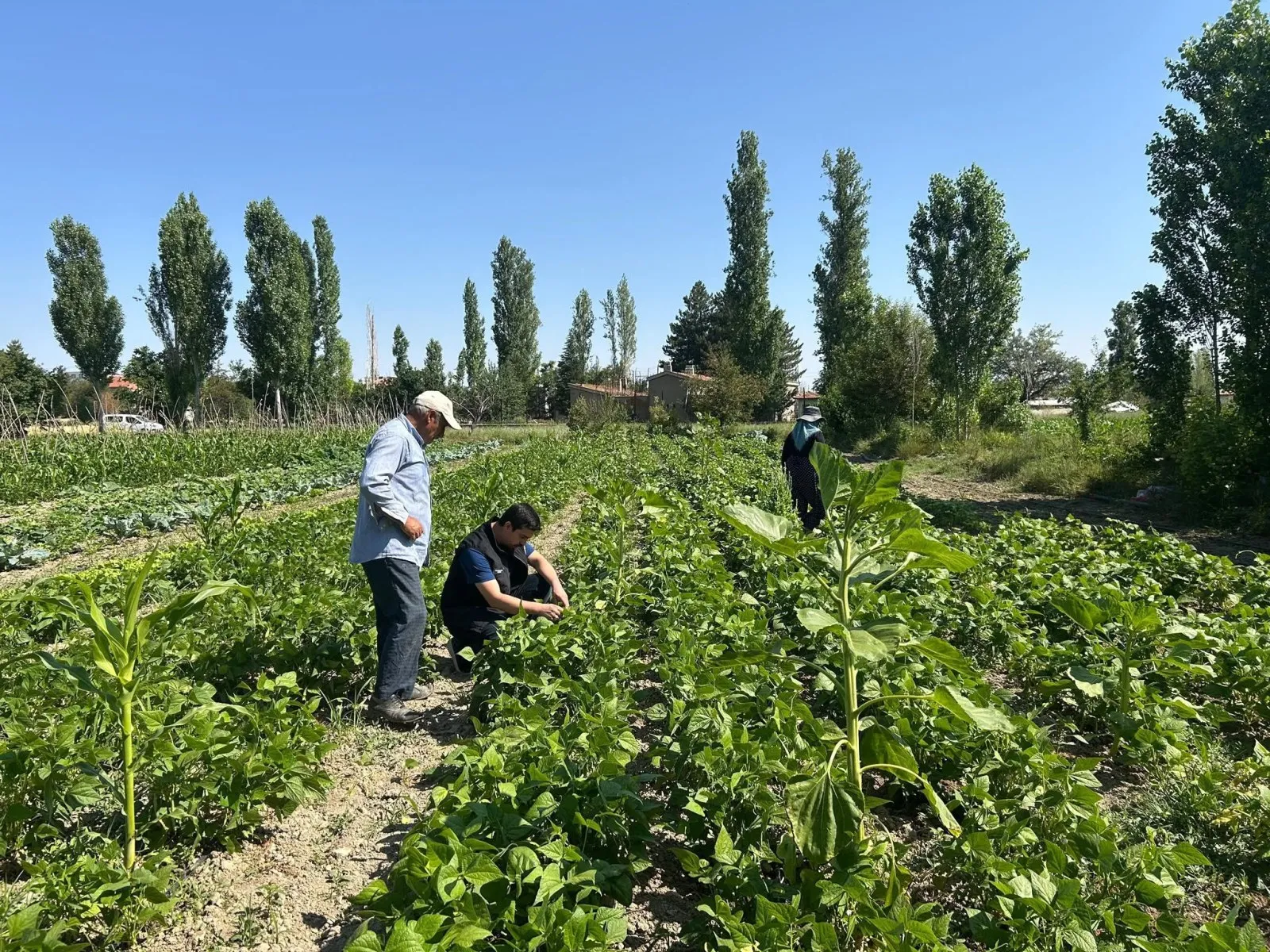 SEBZE ÜRETİM ALANLARINDA KONTROLLER DEVAM EDİYOR